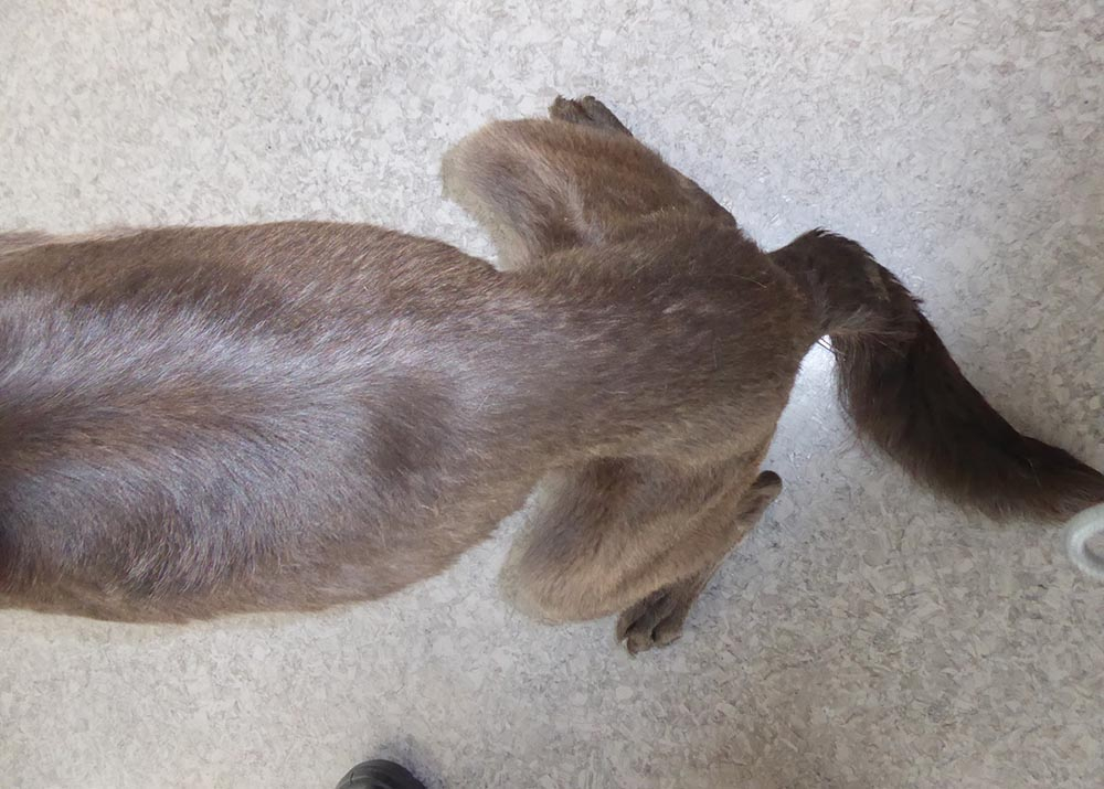 Image of one of the emaciated dogs.