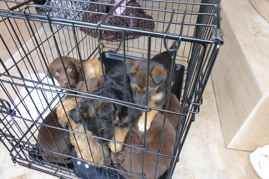 Transporter found with 10 pups at Larne Port sentenced to a 10-year Disqualification Order image